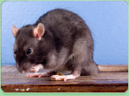 rat control Knaresborough