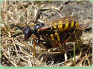 wasp control Knaresborough